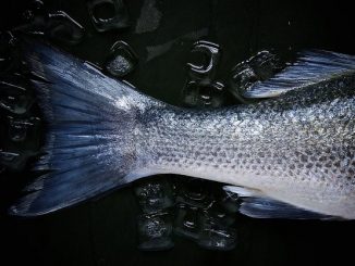 alimenti freschi